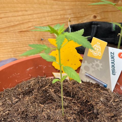 Lava Cake growlog timeline photo