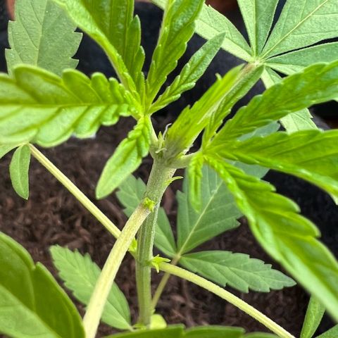 Lava Cake growlog timeline photo