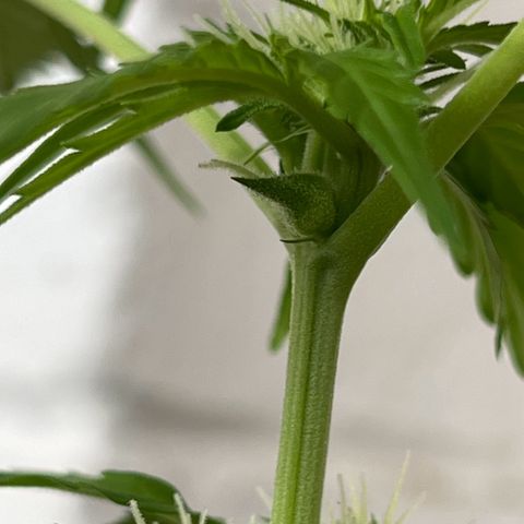 Lemon Wonder growlog timeline photo