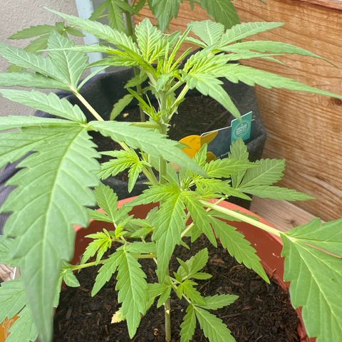 Lava Cake growlog timeline photo