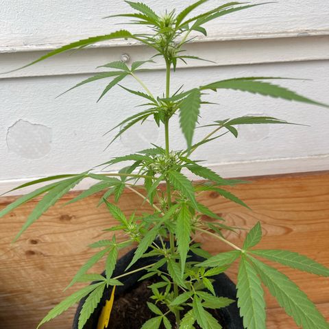 Wedding Cake growlog timeline photo