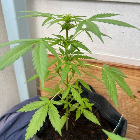 Lemon Wonder growlog timeline photo