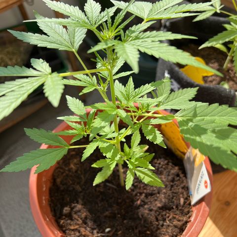 Lava Cake growlog timeline photo