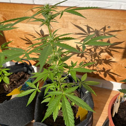 Wedding Cake growlog timeline photo