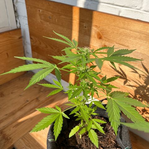 Lemon Wonder growlog timeline photo