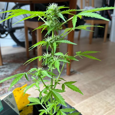 Lemon Wonder growlog timeline photo