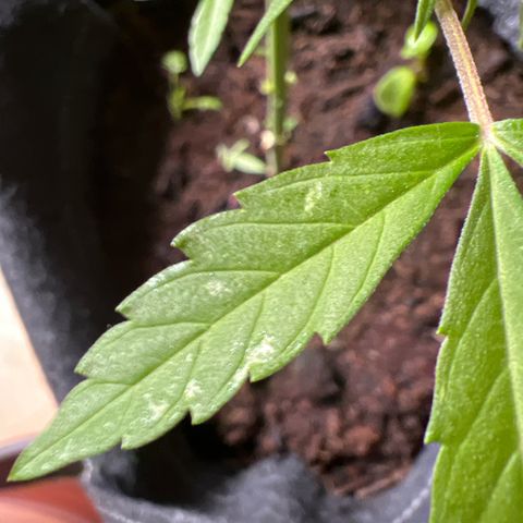 Wedding Cake growlog photo: Neuer Thripse schaden