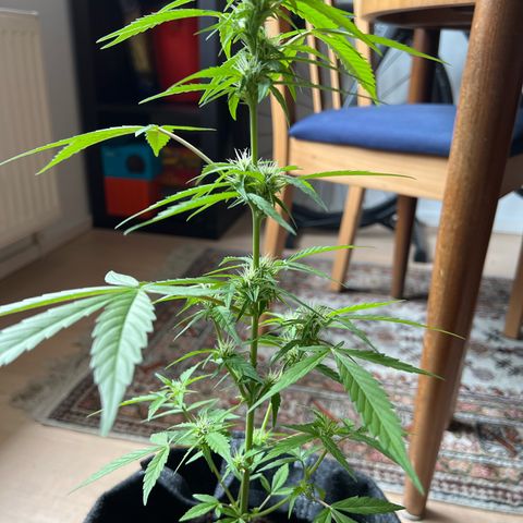 Wedding Cake growlog timeline photo