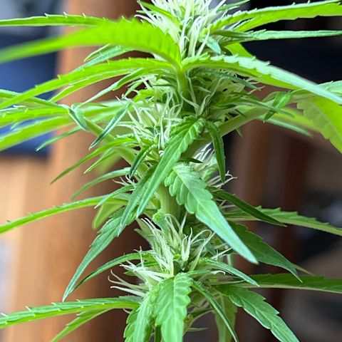 Wedding Cake growlog timeline photo