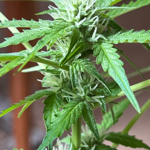Lemon Wonder growlog timeline photo