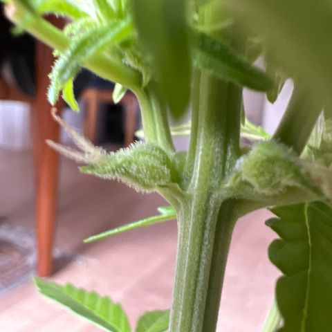 Lemon Wonder growlog timeline photo