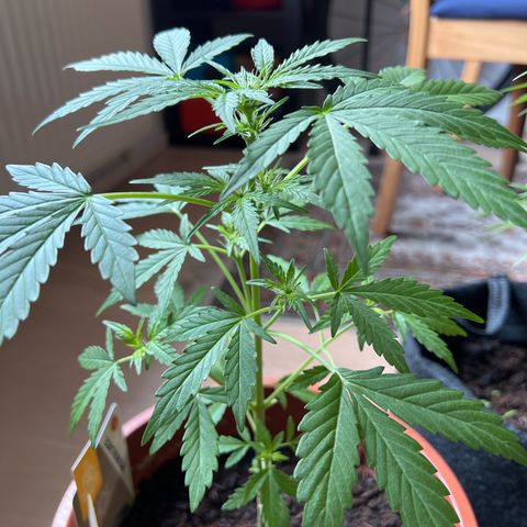 Lava Cake growlog timeline photo