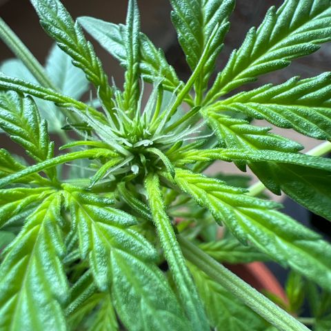 Lava Cake growlog timeline photo