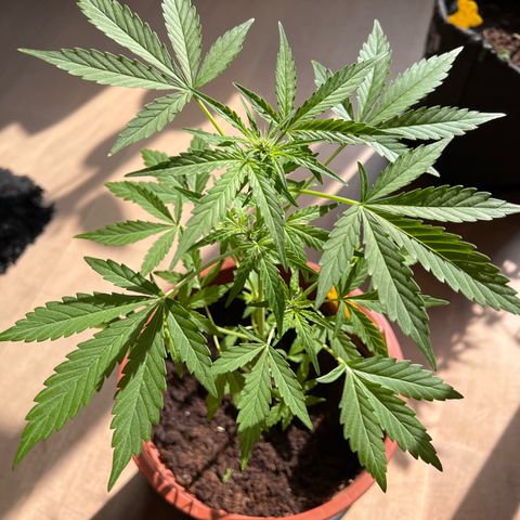Lava Cake growlog timeline photo