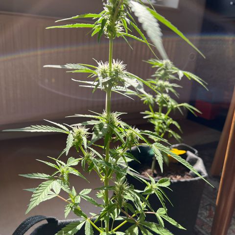 Wedding Cake growlog timeline photo