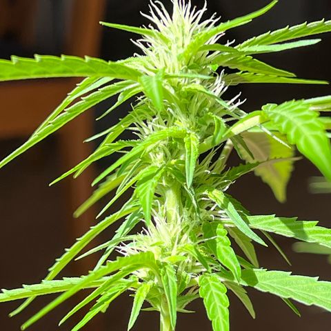 Wedding Cake growlog timeline photo