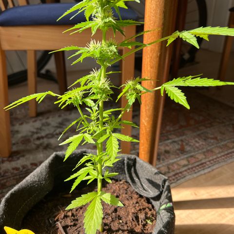 Lemon Wonder growlog timeline photo