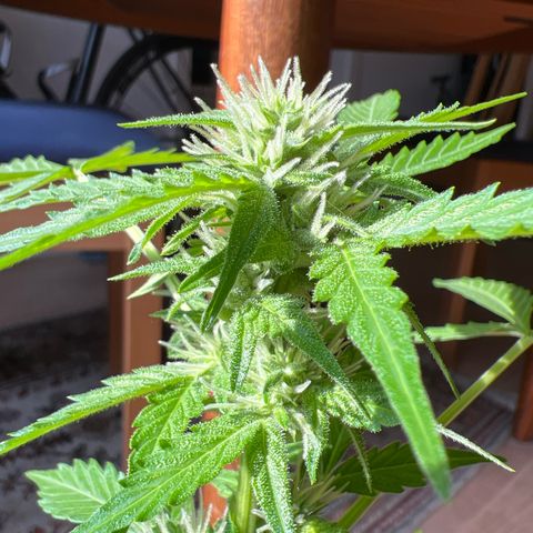 Lemon Wonder growlog timeline photo