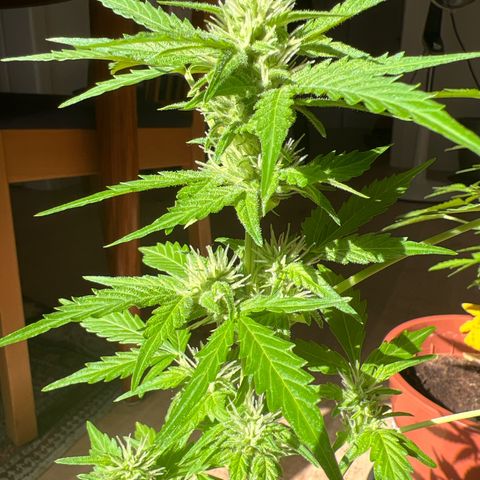 Lemon Wonder growlog timeline photo