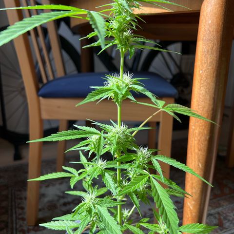 Wedding Cake growlog timeline photo