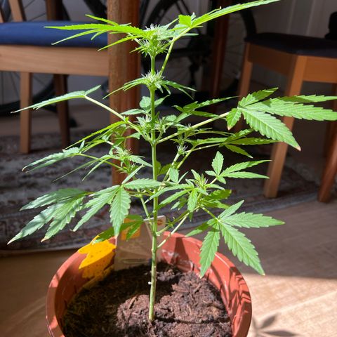 Lava Cake growlog timeline photo
