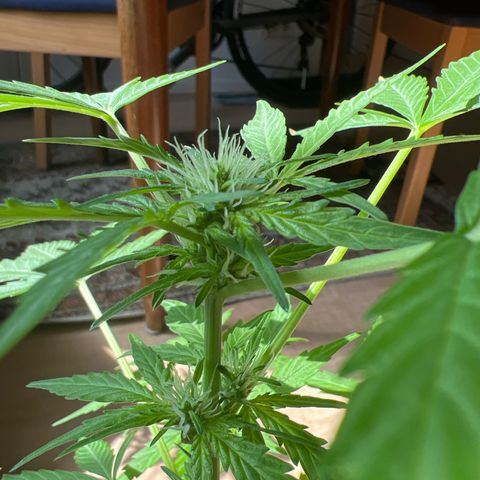Lava Cake growlog timeline photo