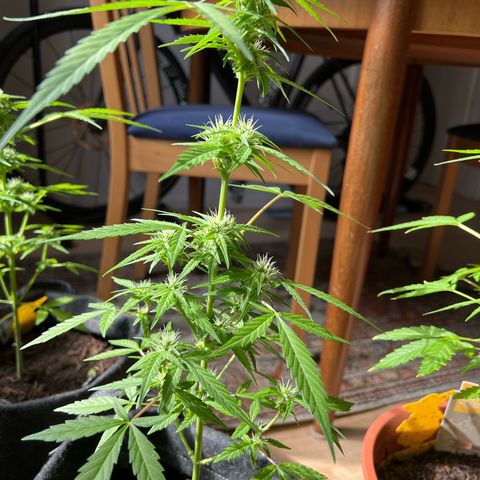 Wedding Cake growlog timeline photo