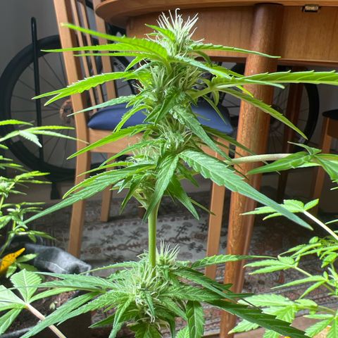 Wedding Cake growlog timeline photo