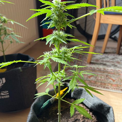 Lemon Wonder growlog timeline photo