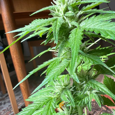 Lemon Wonder growlog timeline photo