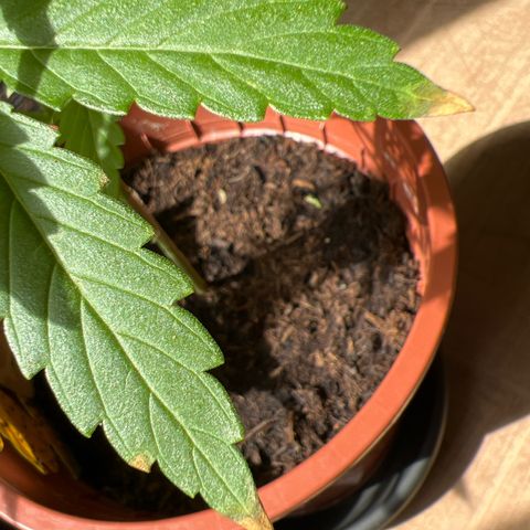 Lava Cake growlog photo: Probleme 🤔