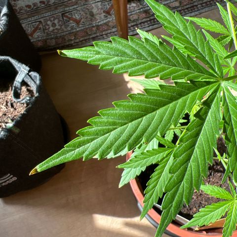 Lava Cake growlog photo: Probleme 🤔