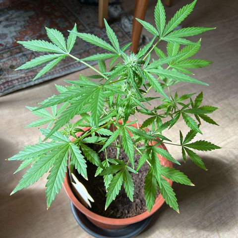 Lava Cake growlog timeline photo