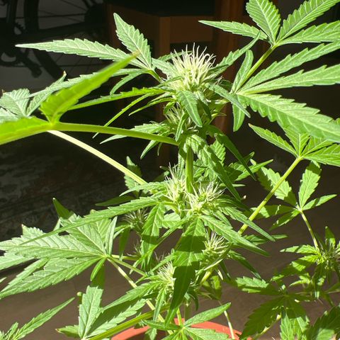 Lava Cake growlog timeline photo