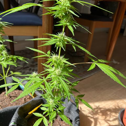 Wedding Cake growlog timeline photo