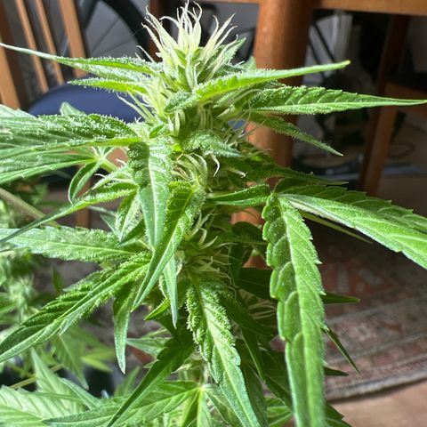 Wedding Cake growlog timeline photo