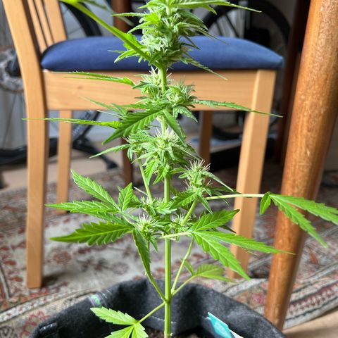 Lemon Wonder growlog timeline photo