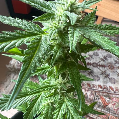 Lemon Wonder growlog timeline photo