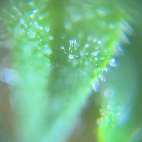 Lemon Wonder growlog timeline photo
