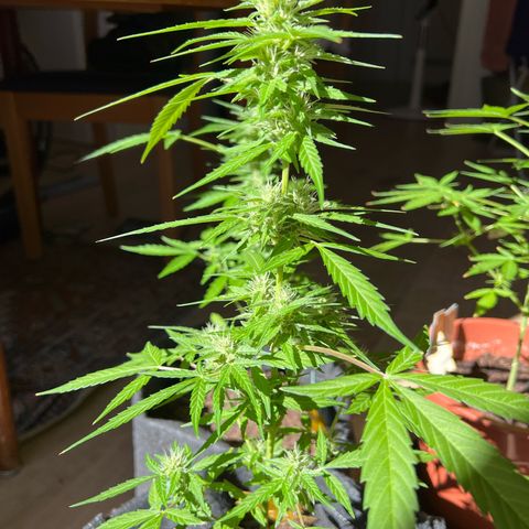 Wedding Cake growlog timeline photo