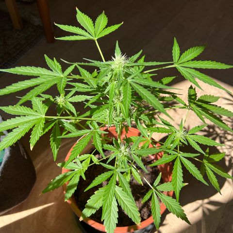 Lava Cake growlog timeline photo