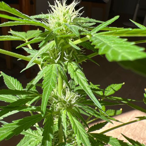 Lava Cake growlog timeline photo