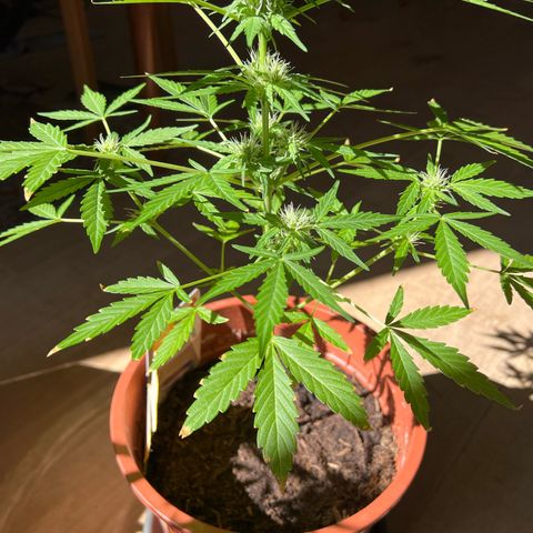Lava Cake growlog timeline photo