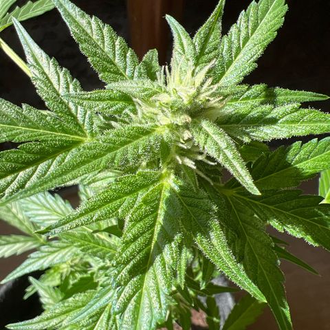 Wedding Cake growlog timeline photo