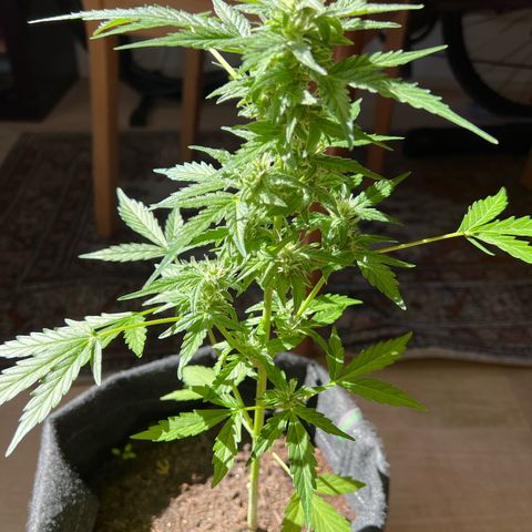 Wedding Cake growlog timeline photo