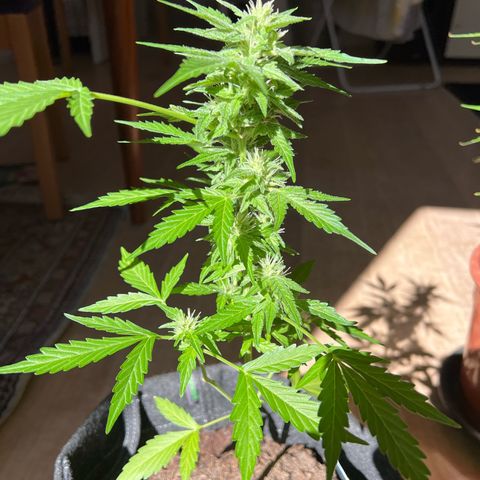 Wedding Cake growlog timeline photo