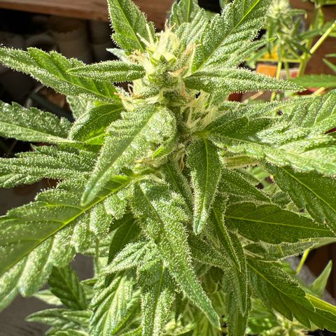 Lemon Wonder growlog timeline photo