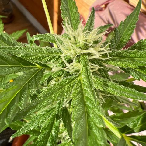 Lava Cake growlog timeline photo