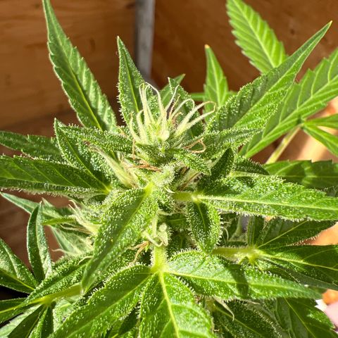 Wedding Cake growlog timeline photo