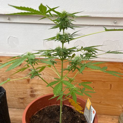 Lava Cake growlog timeline photo